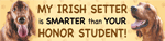 Irish Setter/Honor Student thumbnail