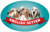 English Setter thumbnail