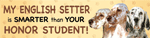 English Setter/Honor Student thumbnail