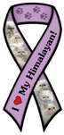 Himalayan thumbnail