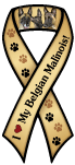 Belgian Malinois thumbnail