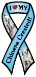 Chinese Crested thumbnail