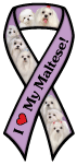 Maltese thumbnail