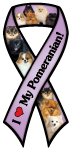 Pomeranian thumbnail