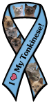 Tonkinese thumbnail
