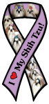 Shih Tzu thumbnail