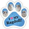 Ragdoll thumbnail