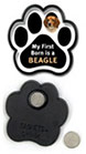 First Born...Beagle thumbnail
