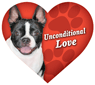 Unconditional Love - Boston Terrier thumbnail
