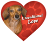 Unconditional Love - Dachshund thumbnail
