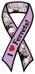 Ferrets thumbnail