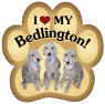 Bedlington Terrier thumbnail
