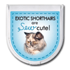 Exotic Shorthairs are "sew" cute! thumbnail