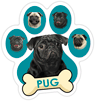 Pug (teal) thumbnail