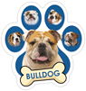 Bulldog (blue) thumbnail