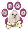 Maltese (purple) thumbnail