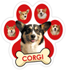 Corgi (Red) thumbnail