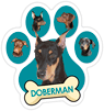 Doberman (teal) thumbnail