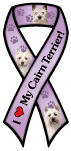 Cairn Terrier thumbnail