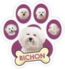 Bichon thumbnail