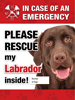 Emergency - Lab (chocolate) thumbnail