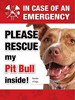 Emergency - Pit Bull thumbnail