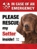 Emergency - Irish Setter thumbnail