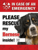 Emergency - Bernese thumbnail