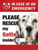 Emergency - English Setter thumbnail