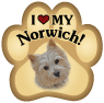 Norwich Terrier thumbnail