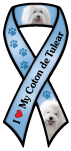 Coton de Tulear thumbnail