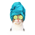 Cat with Towel (teal) thumbnail