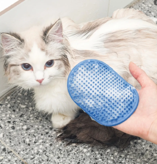 cat2.png